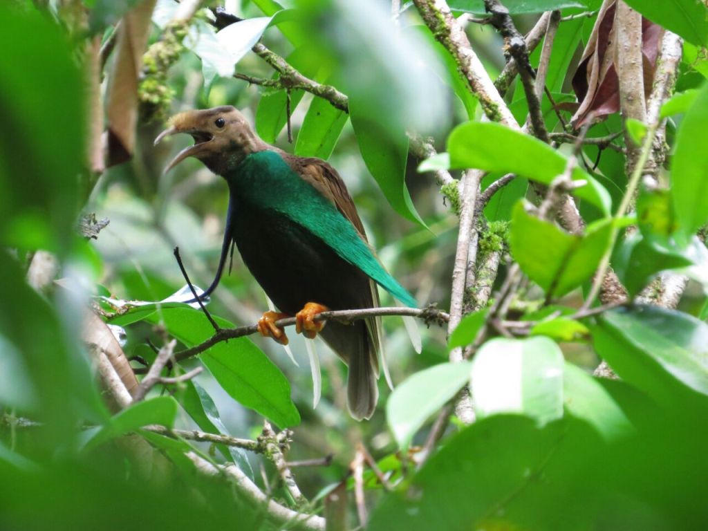 Burung Bidadari Halmahera